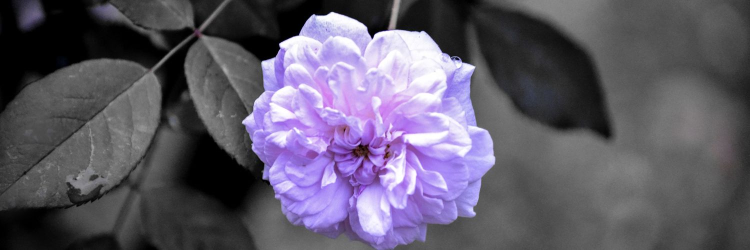 DagodmdPhotography banner