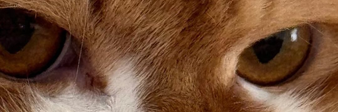 aydanbayrak's profile banner image