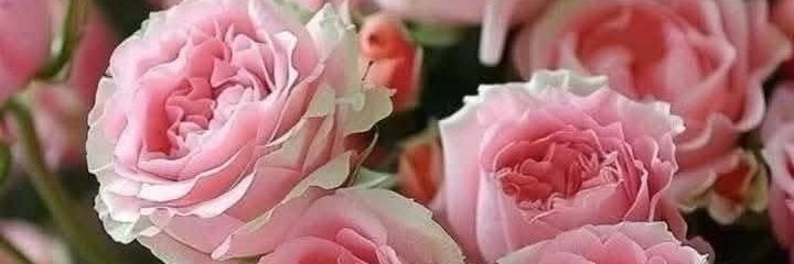 BettyRebeca's profile banner image