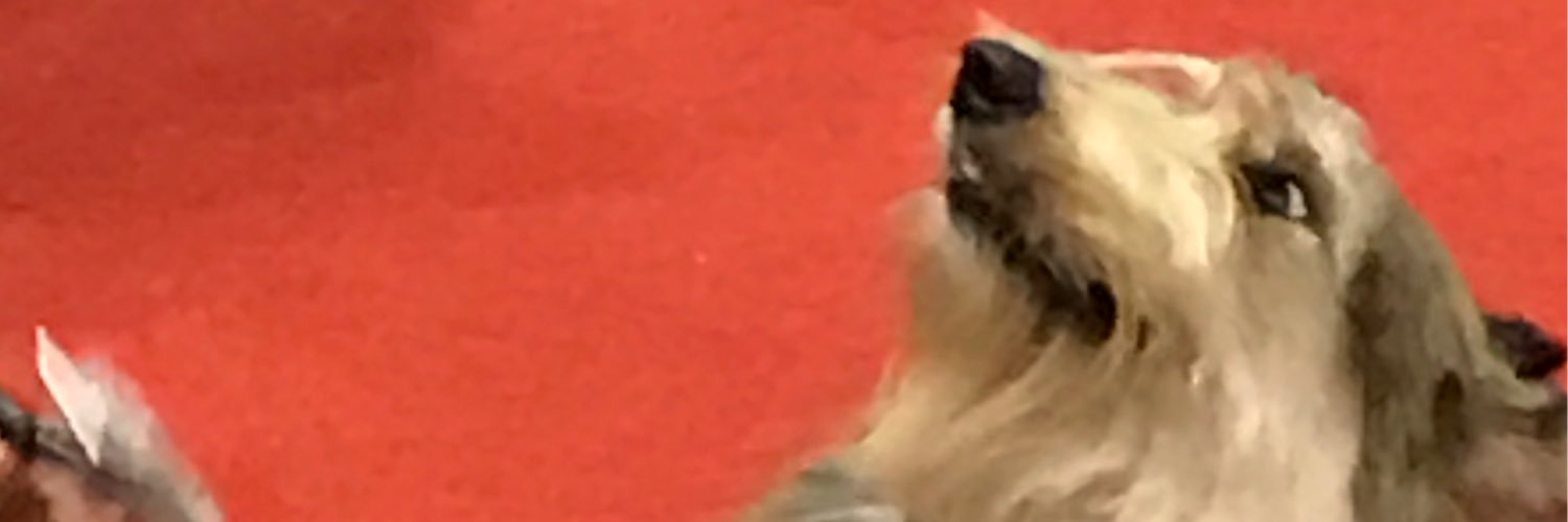 eclipsepicards's profile banner image