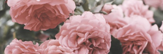 BrielleFrost's profile banner image