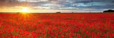 走馬觀花 banner
