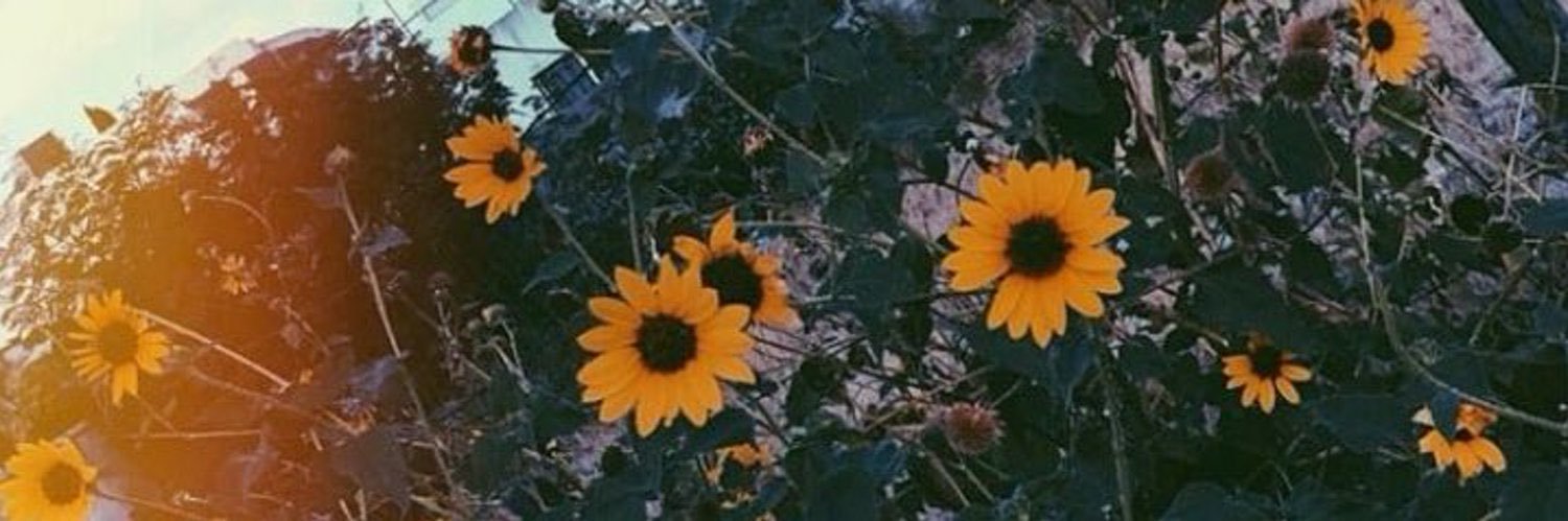 Sea_Yates's profile banner image