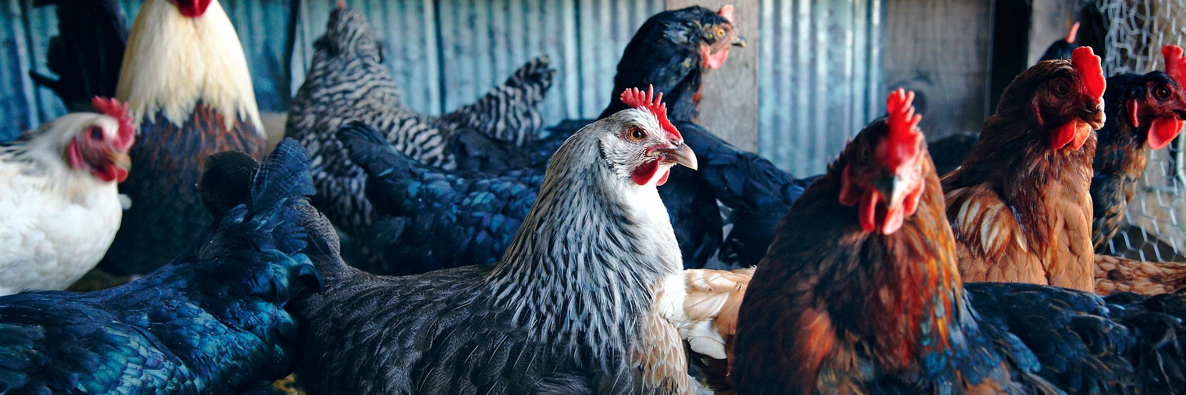 Danielle Matar banner