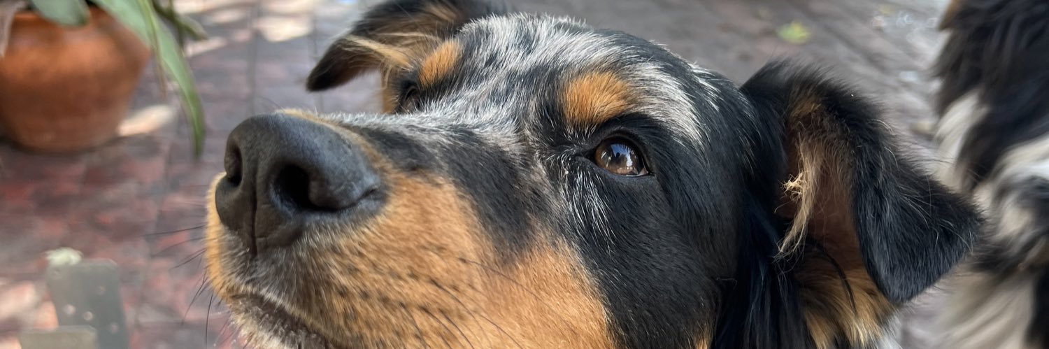 Chefffkattt's profile banner image