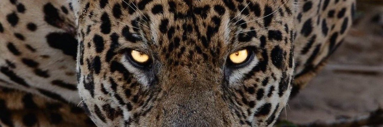 brumarcelli's profile banner image