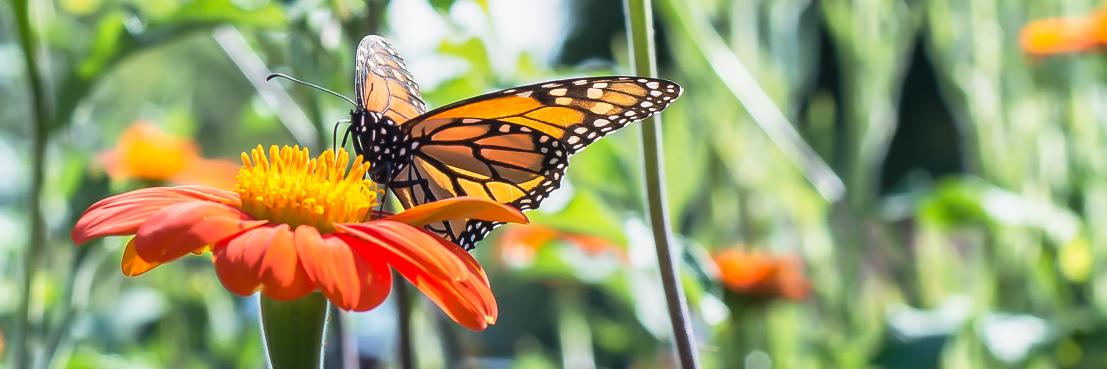 Grand Magazine banner