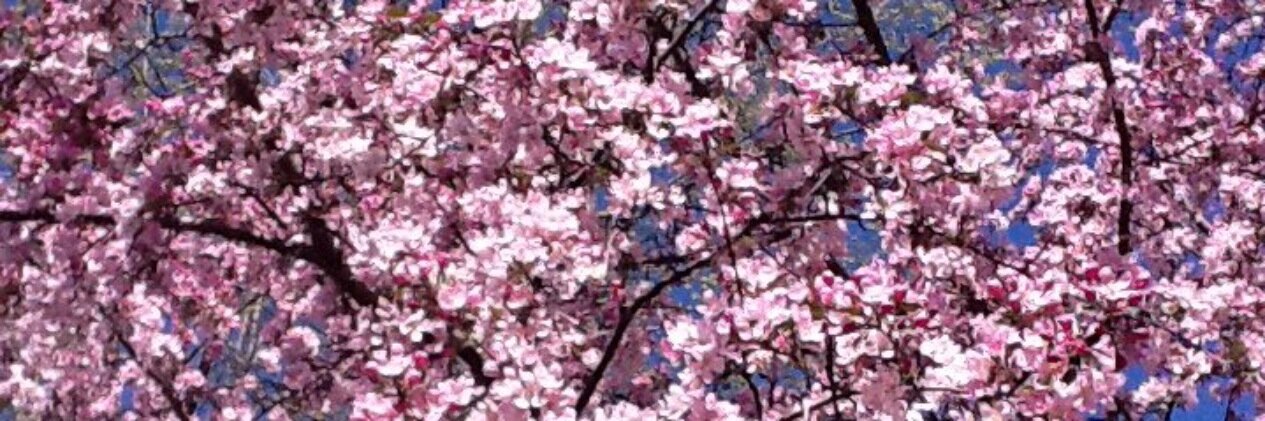 joneschelly's profile banner image