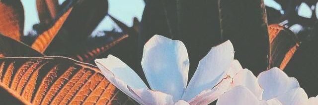 _liviams's profile banner image