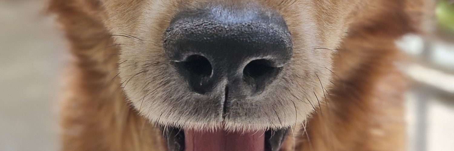 pedepedrita's profile banner image