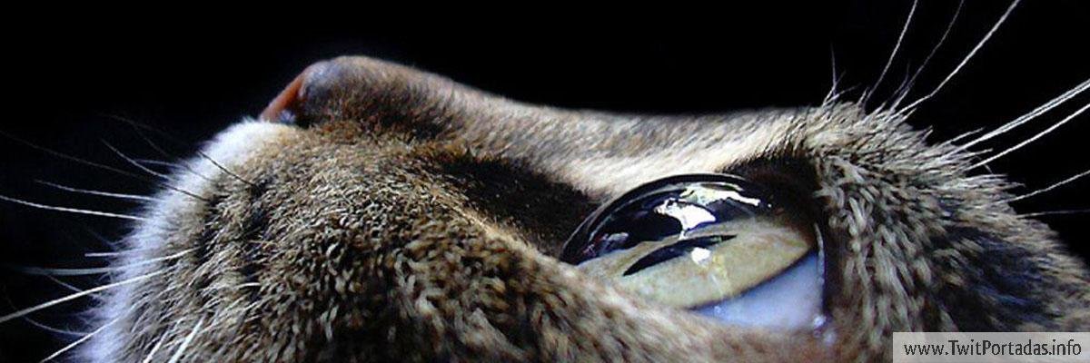 LilithOsb's profile banner image