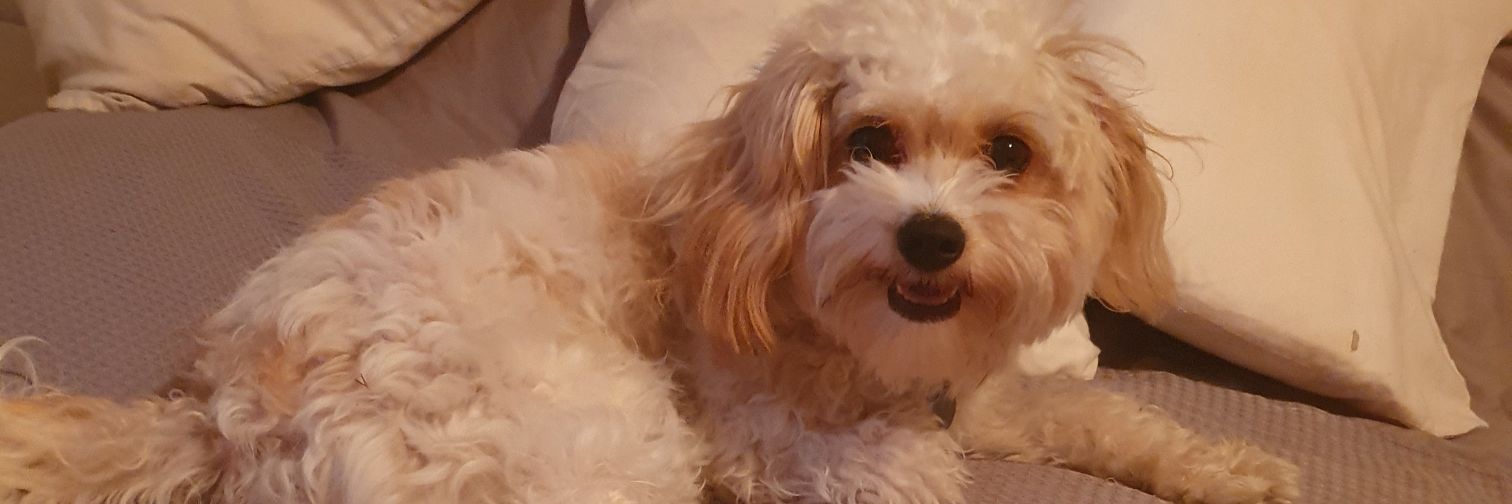 lee cooper 🇬🇧 ⚒ banner