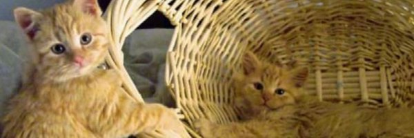 Sprinklemeblue Profile Banner