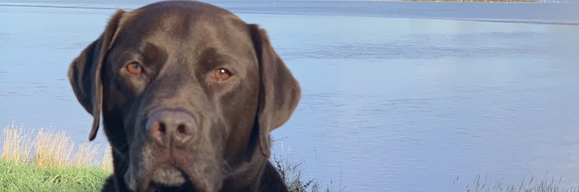 Trigg banner