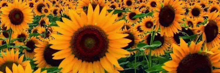 stephanieBotts's profile banner image