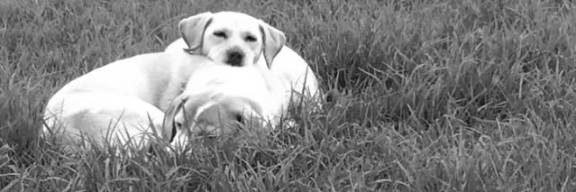 MonseGuzman's profile banner image