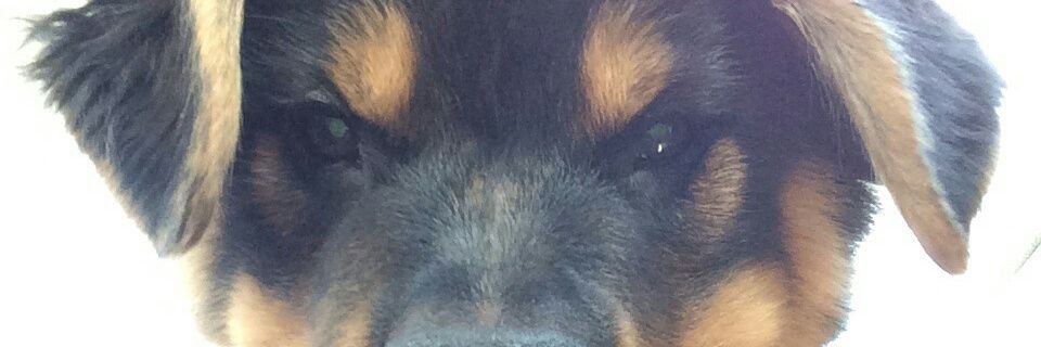 annaokeefe45's profile banner image