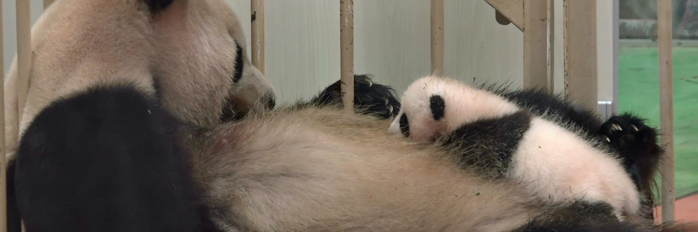 月亭ペン太 banner