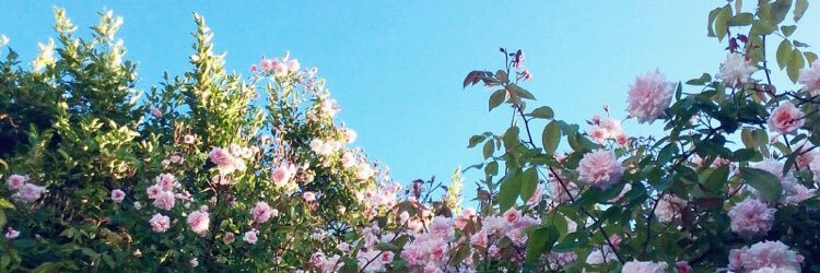 n_sullivan8's profile banner image
