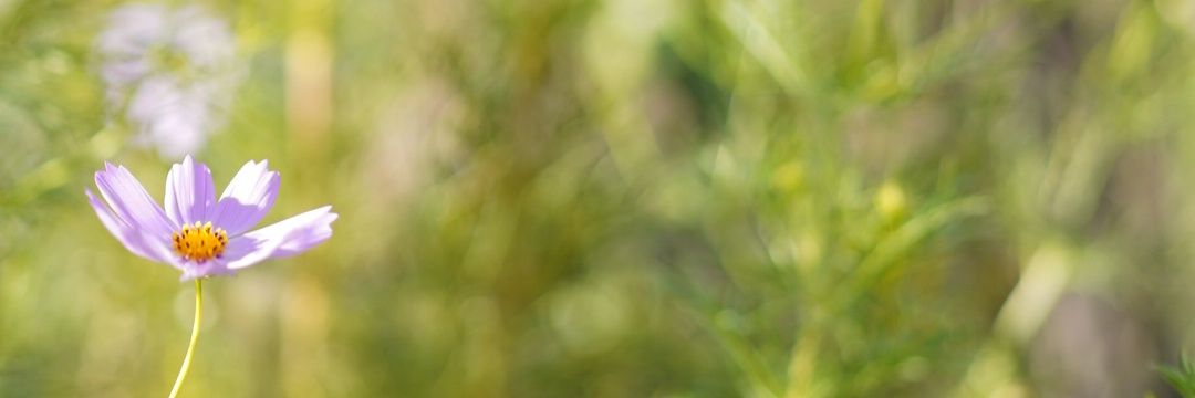 hs_kayama's profile banner image
