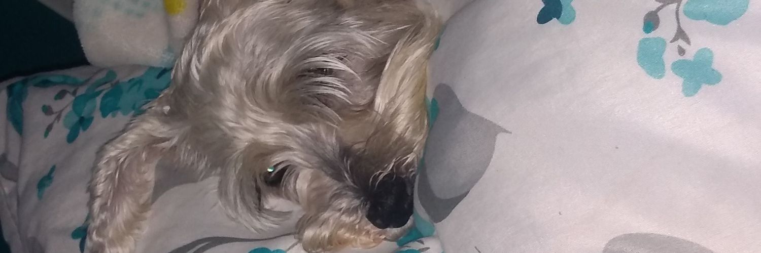 staphylococc0s's profile banner image