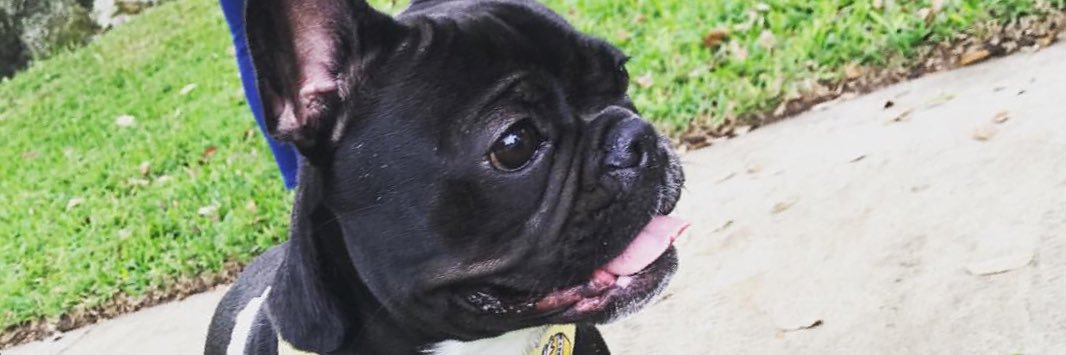 Jason Spinelli banner