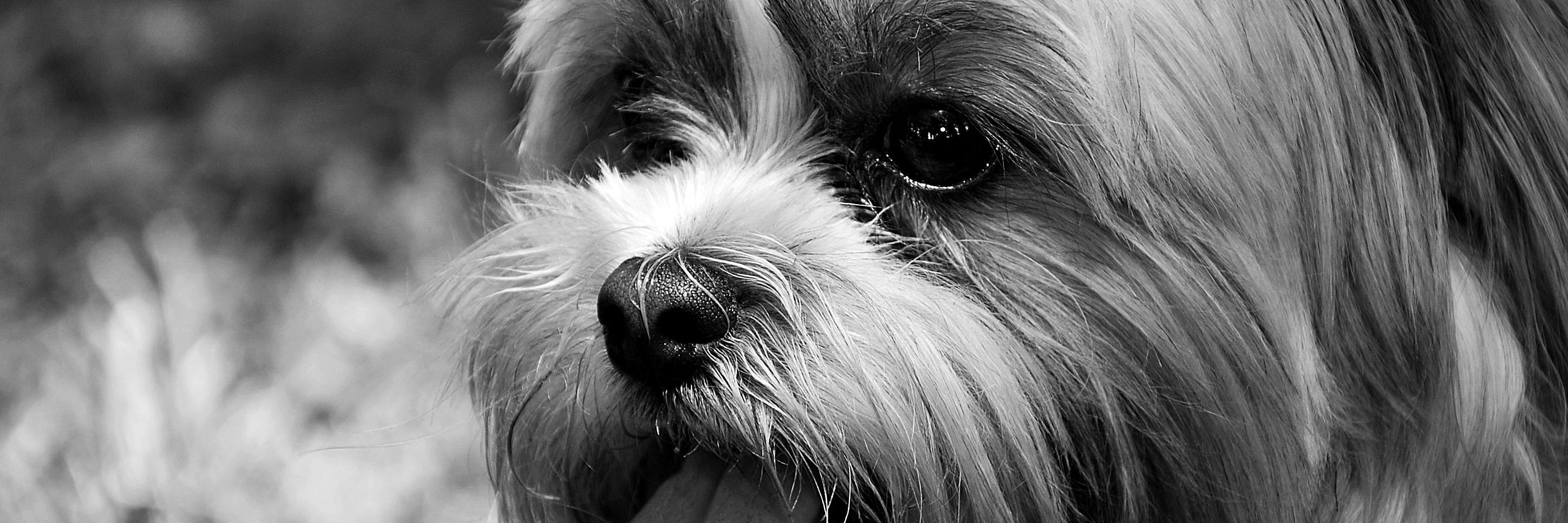 Rode_Campos's profile banner image