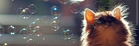 Linamaguz's profile banner image