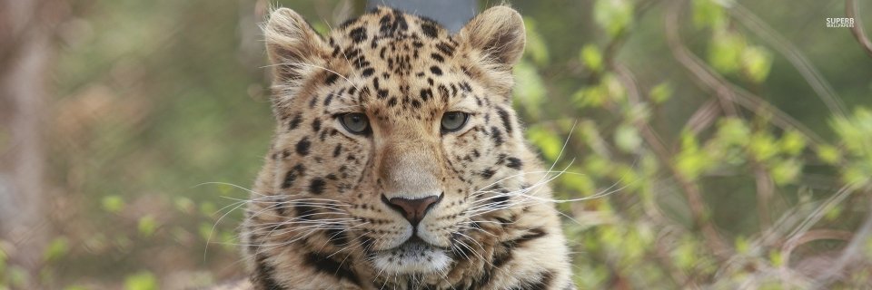 Vladimir_Aoki's profile banner image