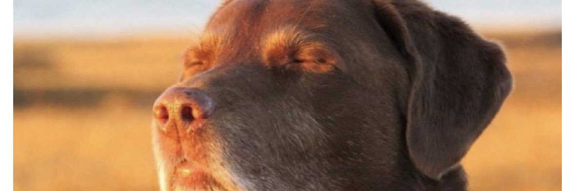 Not viral enough. Make me. banner