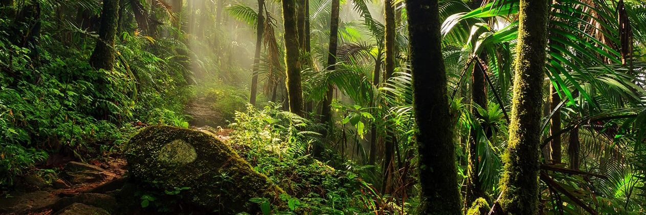 Pertubuhan Pelindung Khazanah Alam (PEKA) Malaysia banner