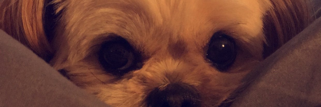Sierraxbee_'s profile banner image