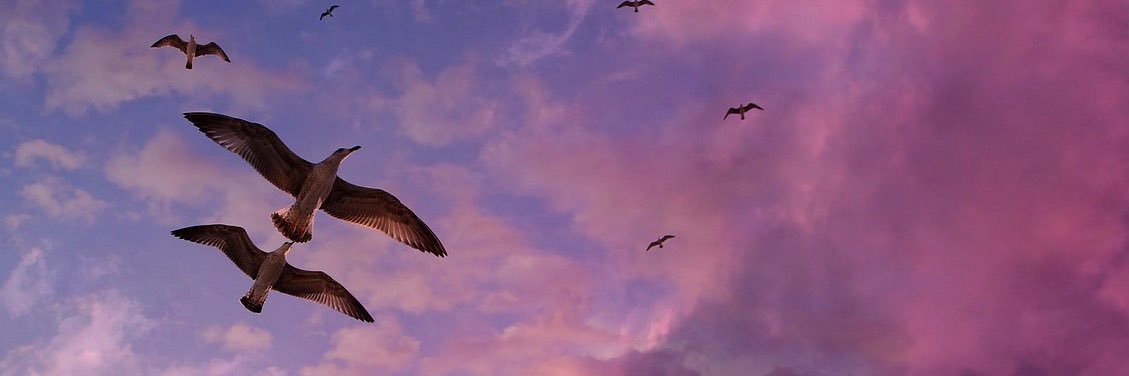 iiAeshah's profile banner image