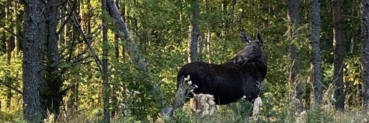 Eva-Maria Liimets banner