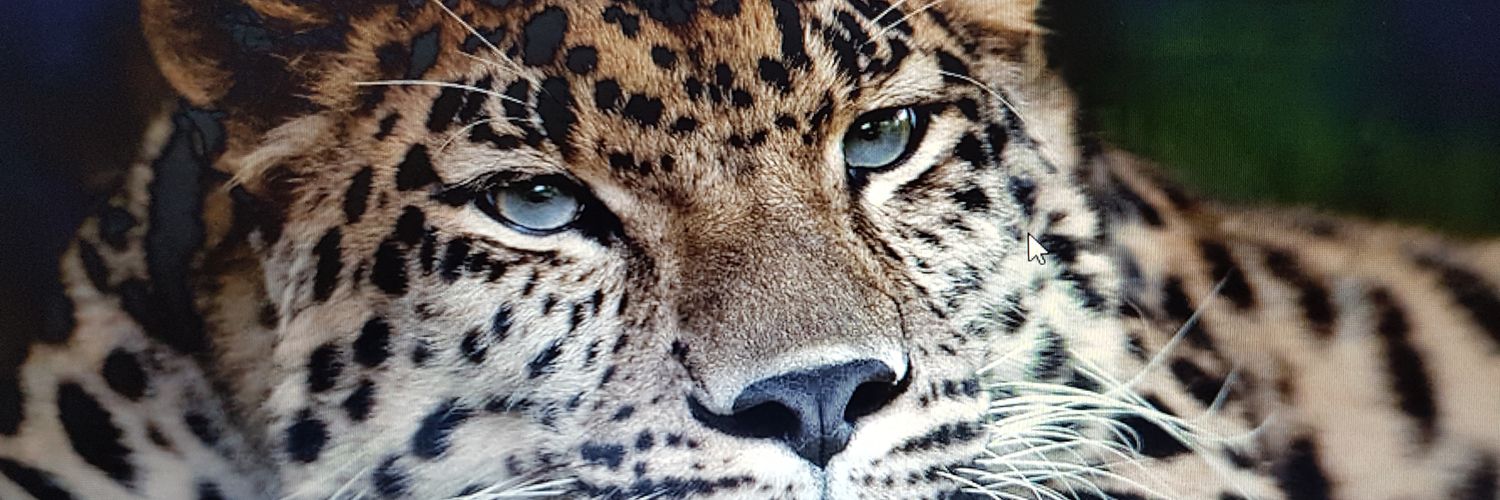 laStefy05's profile banner image