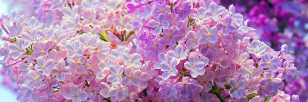 prosaicwonder Profile Banner