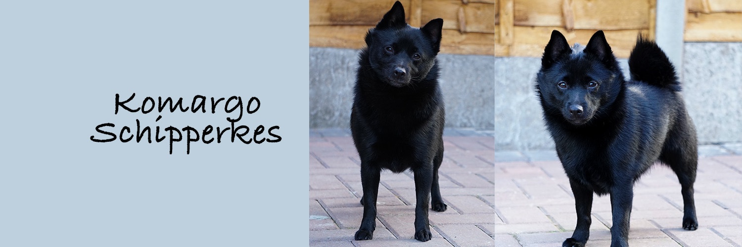 SchipperkesUK's profile banner image