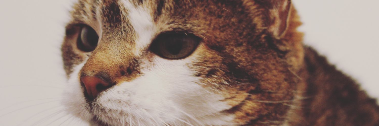 MathildeCpnB's profile banner image