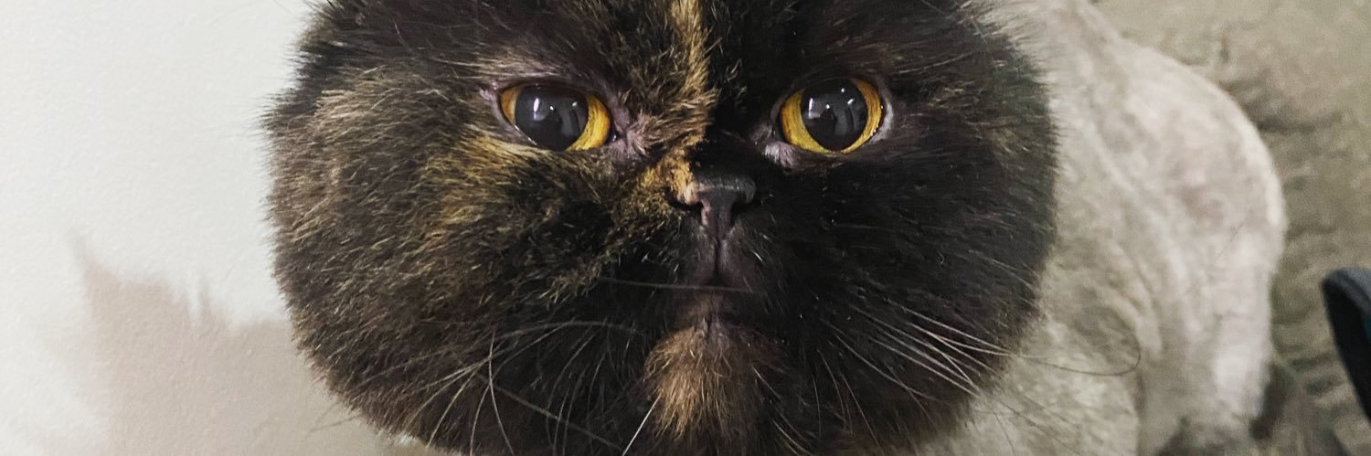 GramPloy's profile banner image