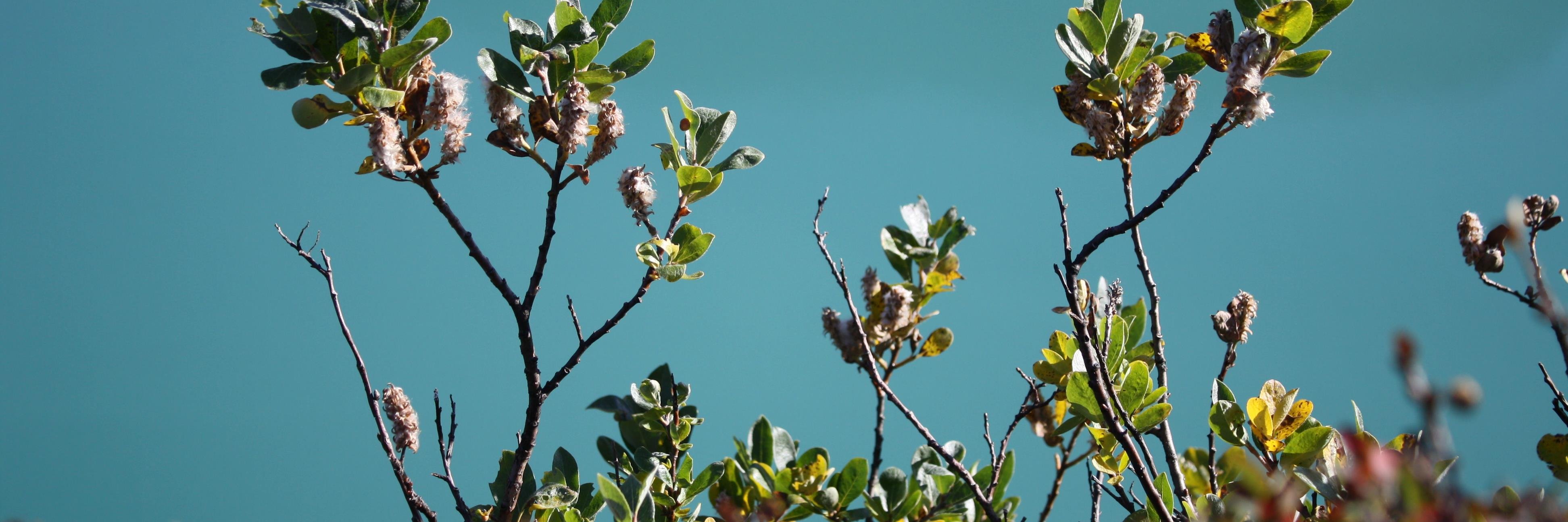 Andrew Preston banner