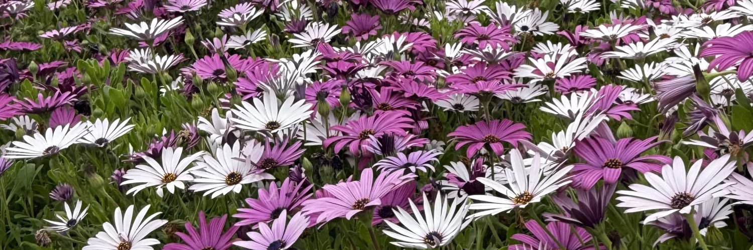 parakeetgirl1 🖤💌🥀 banner