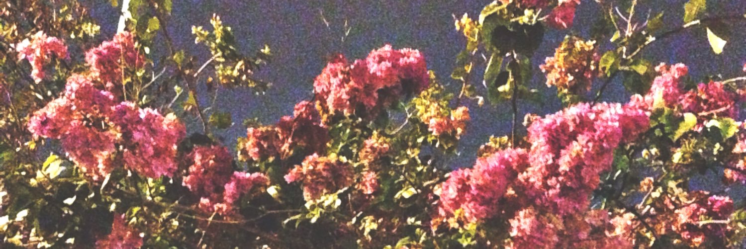 dorynasc's profile banner image