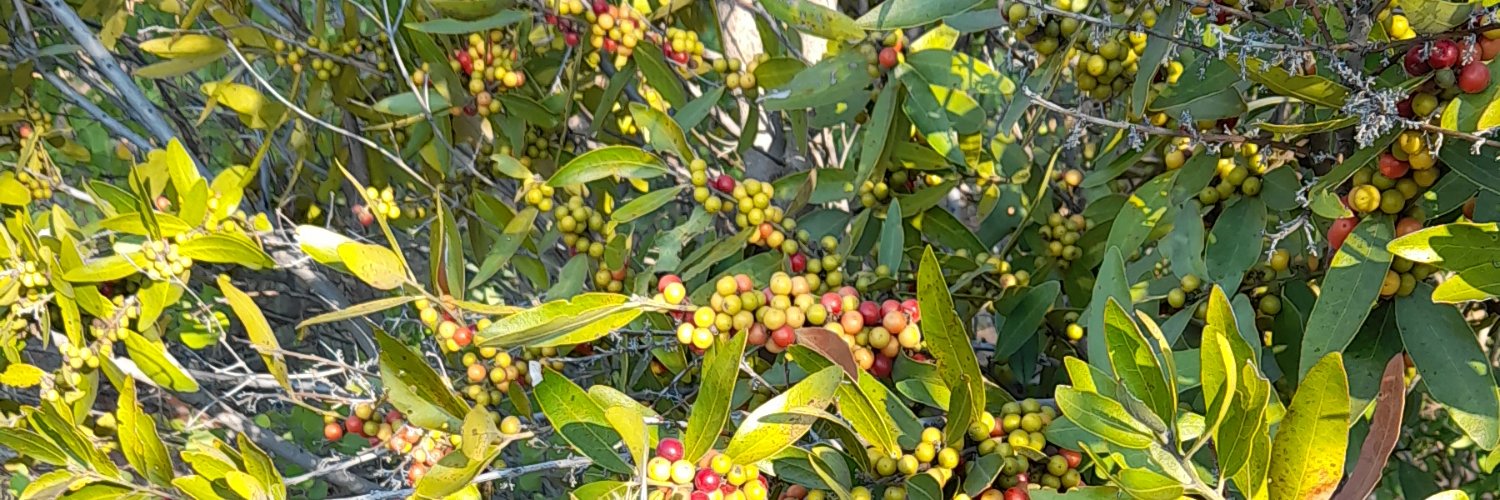 NgwanaSisConny banner