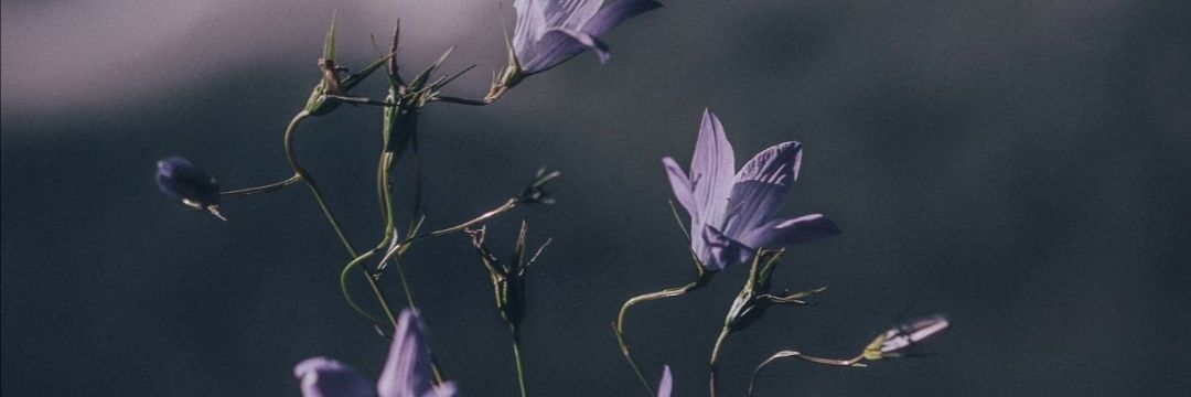 maanid795's profile banner image