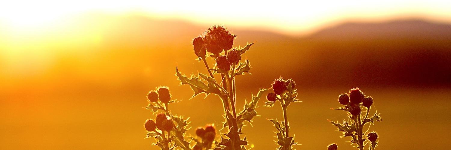 Thistle Technology banner