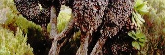 BrenelinP's profile banner image