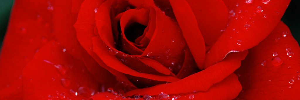 CassGriffith's profile banner image