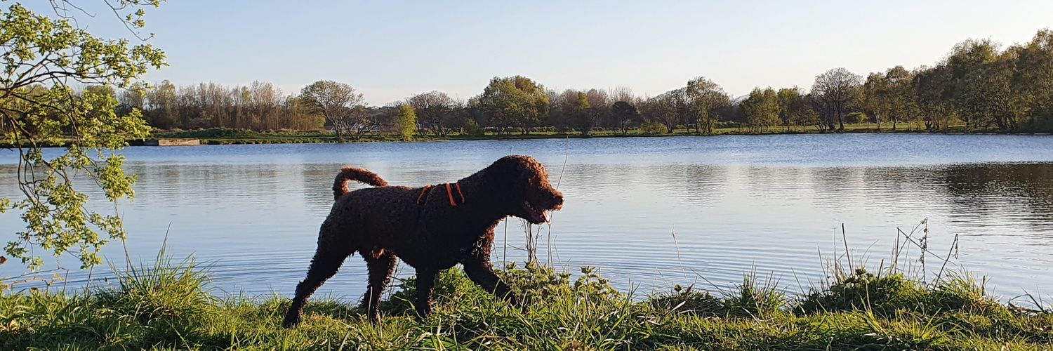 Logan Grieve 🇮🇹 banner