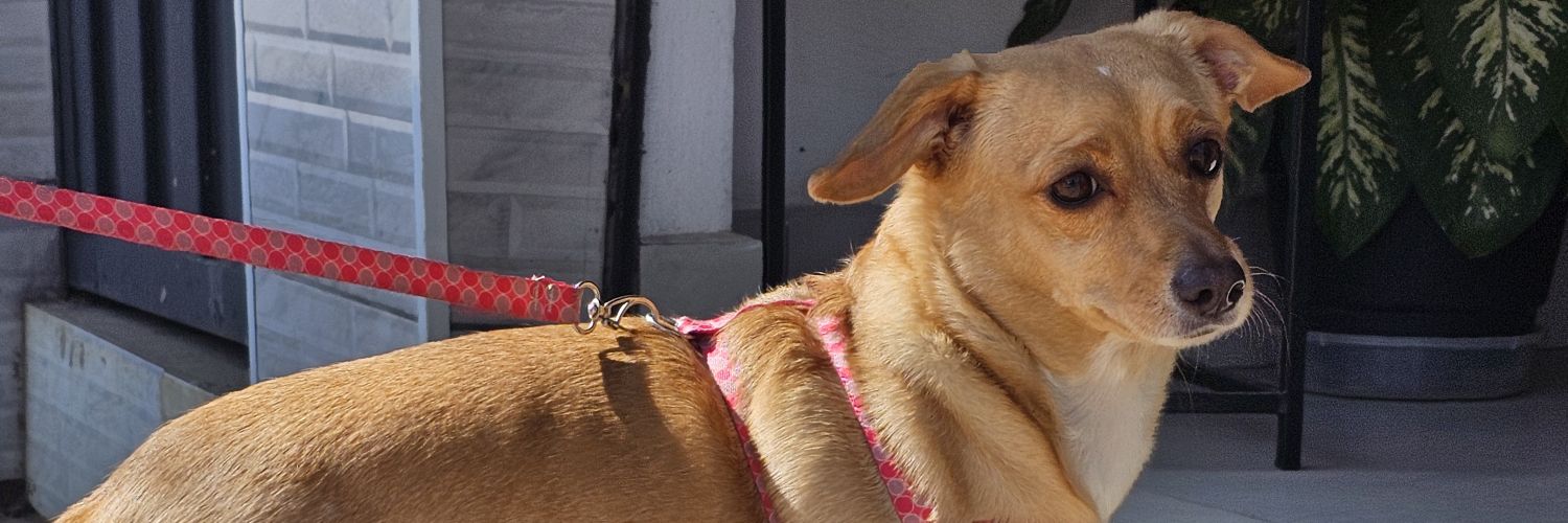 rafabianny's profile banner image