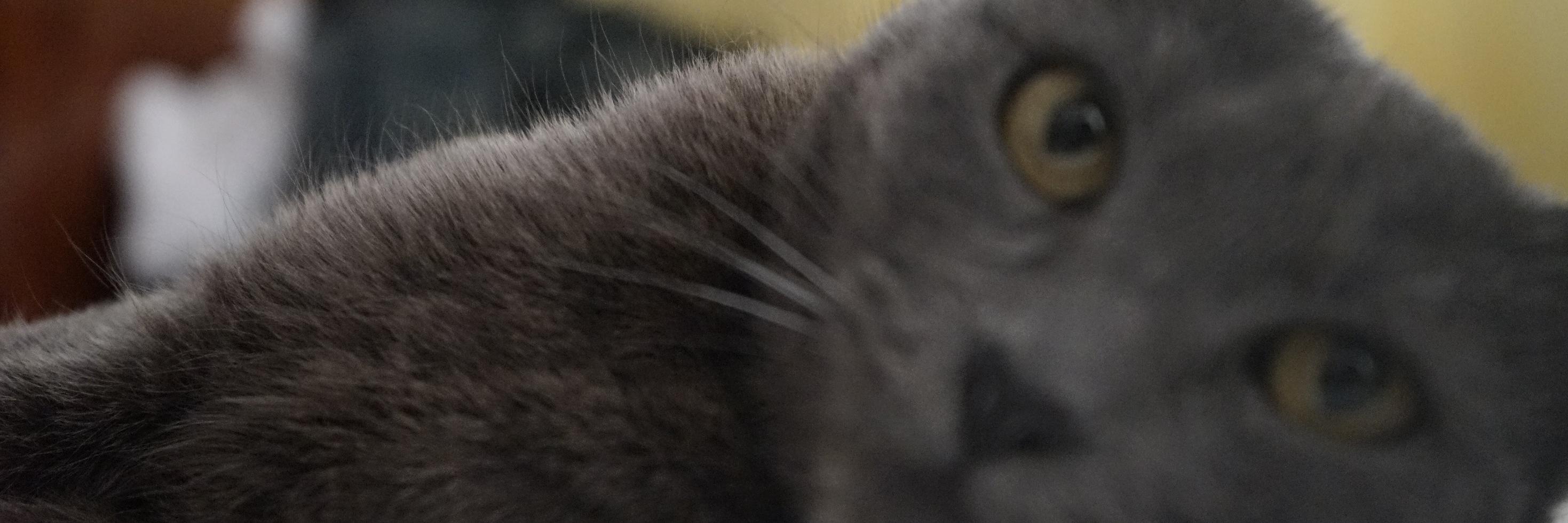 mioheva's profile banner image